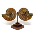 Ammonite Fossil Pair Rich Sienna Brown Hue with Taupe and White Inclusions on a Custom Pivot Stand with Rust Patina Finish