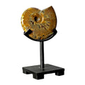 Ammonite Opalized on Custom Post Stand