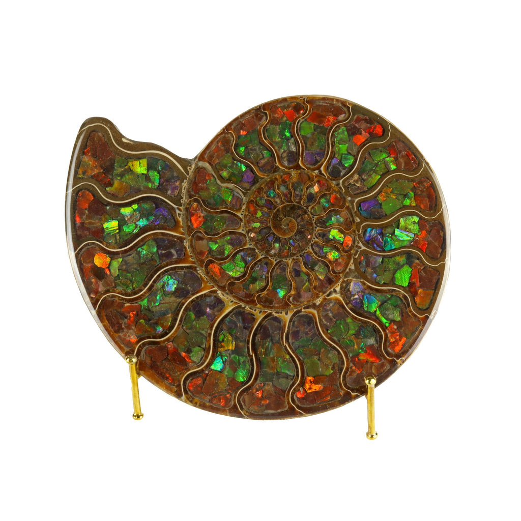 Ammonite Fossil Half Inlaid with Stunning Muti-color Ammolite Gemstone