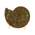 Ammonite Fossil Half Inlaid with Stunning Muti-color Ammolite Gemstone