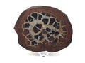 Septarian Nodule Slice with Concentric Bands of Reddish Brown, Cream, and Black on a Lucite Stand