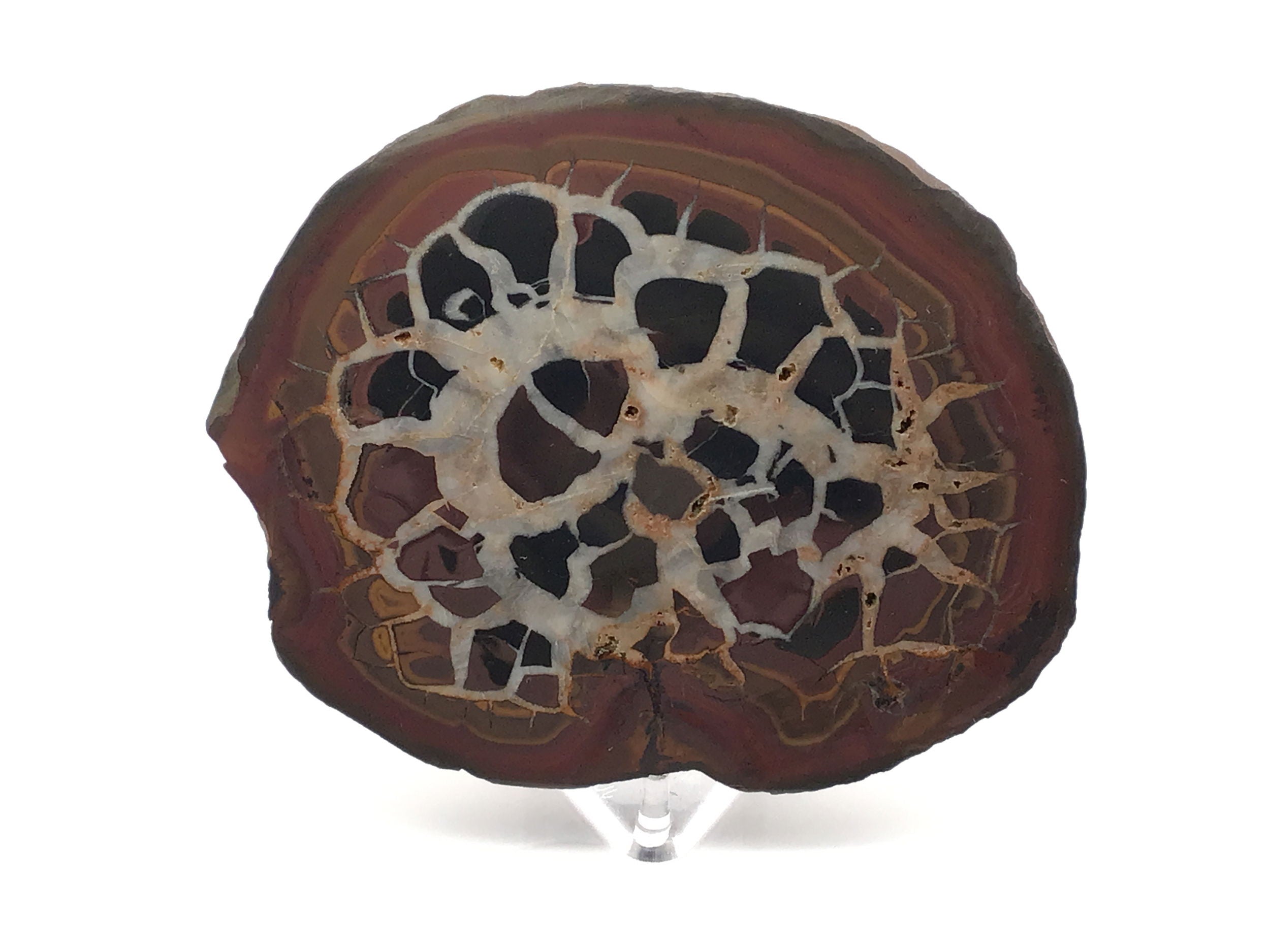 Septarian Nodule Slice with Concentric Bands of Reddish Brown, Cream, and Black on a Lucite Stand