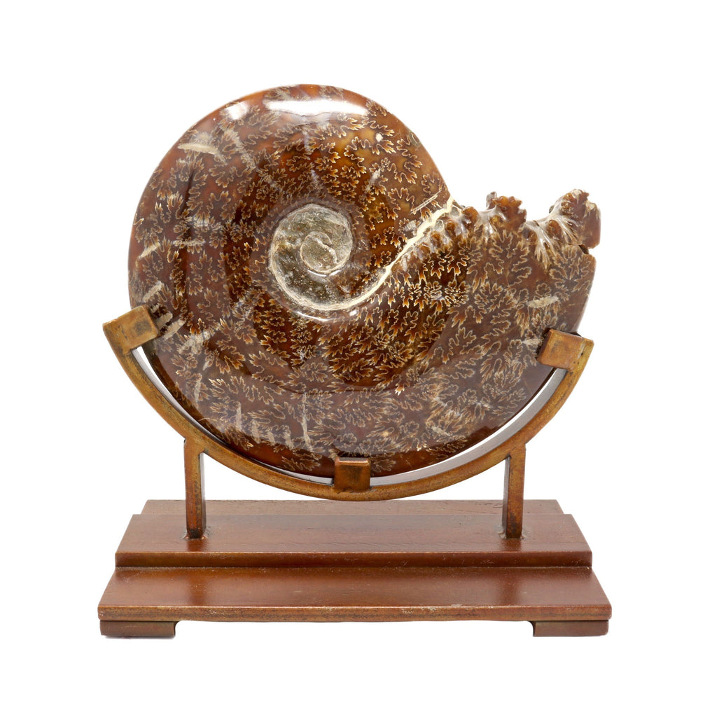 Ammonite Fossil Polished with High-Quality Sutures on Custom Stand