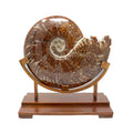 Ammonite Fossil Polished with High-Quality Sutures on Custom Stand