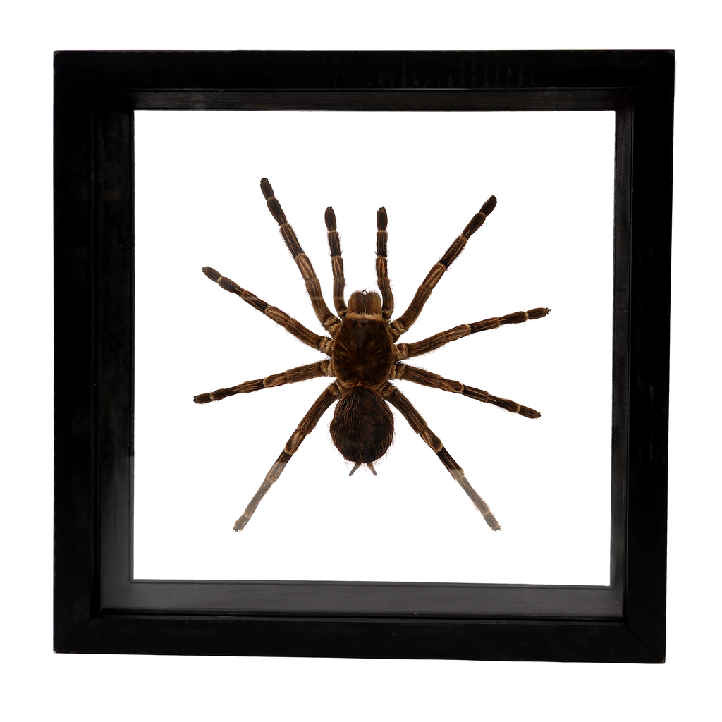 Tarantula Spider in Wooden Frame