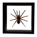 Tarantula Spider in Wooden Frame