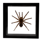 Tarantula Spider in Wooden Frame