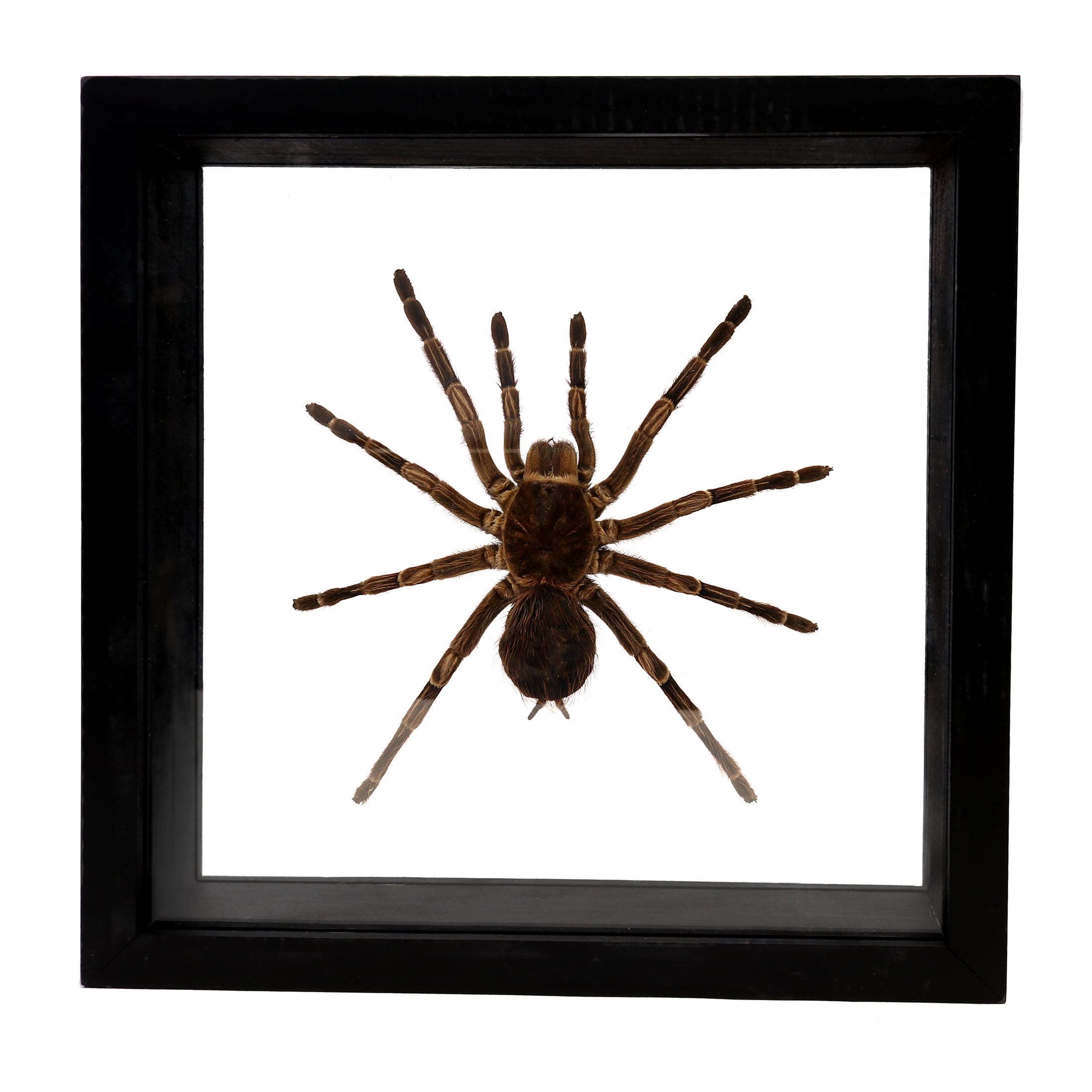 Tarantula Spider in Wooden Frame