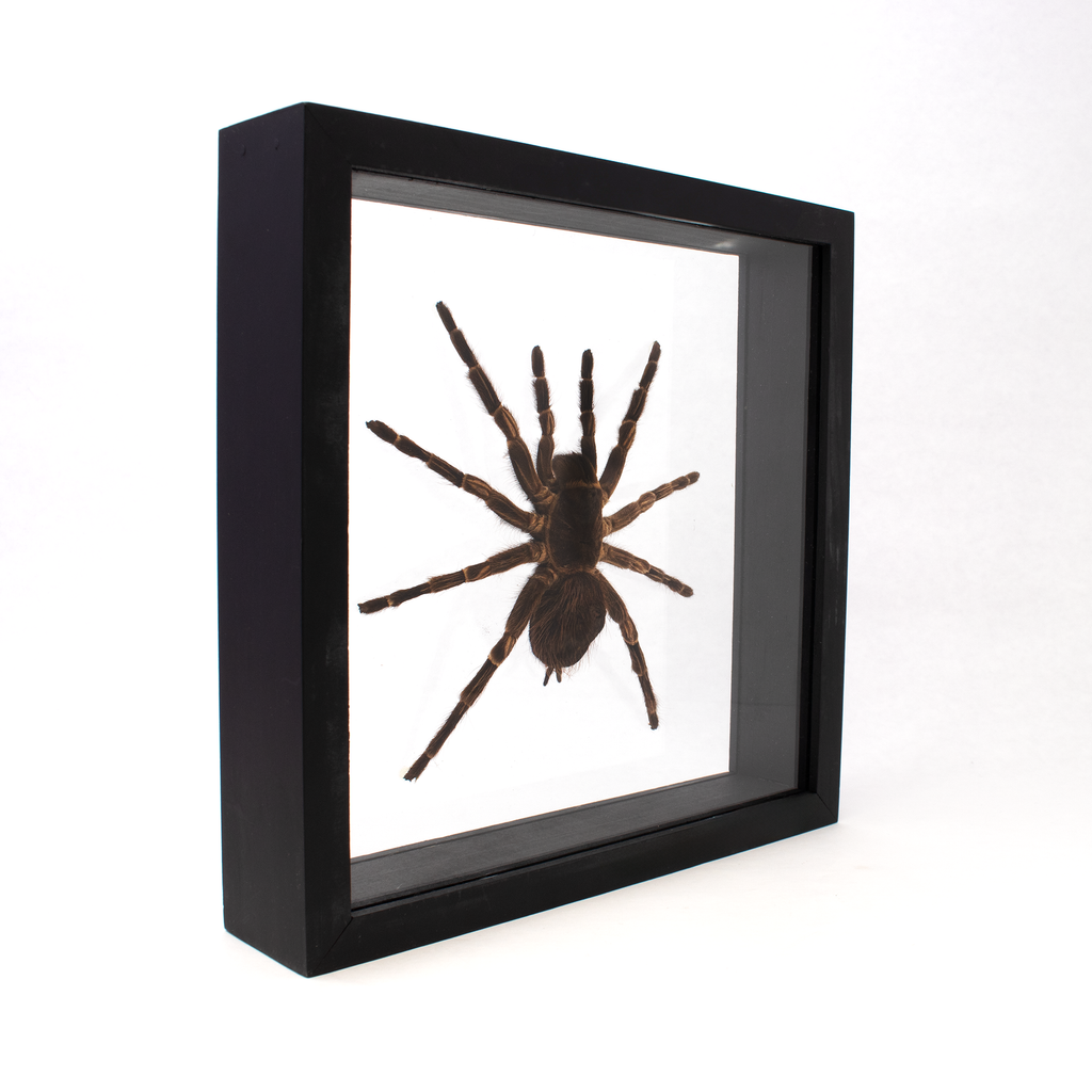 Tarantula Spider in Wooden Frame