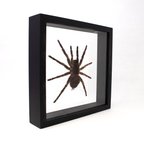 Tarantula Spider in Wooden Frame