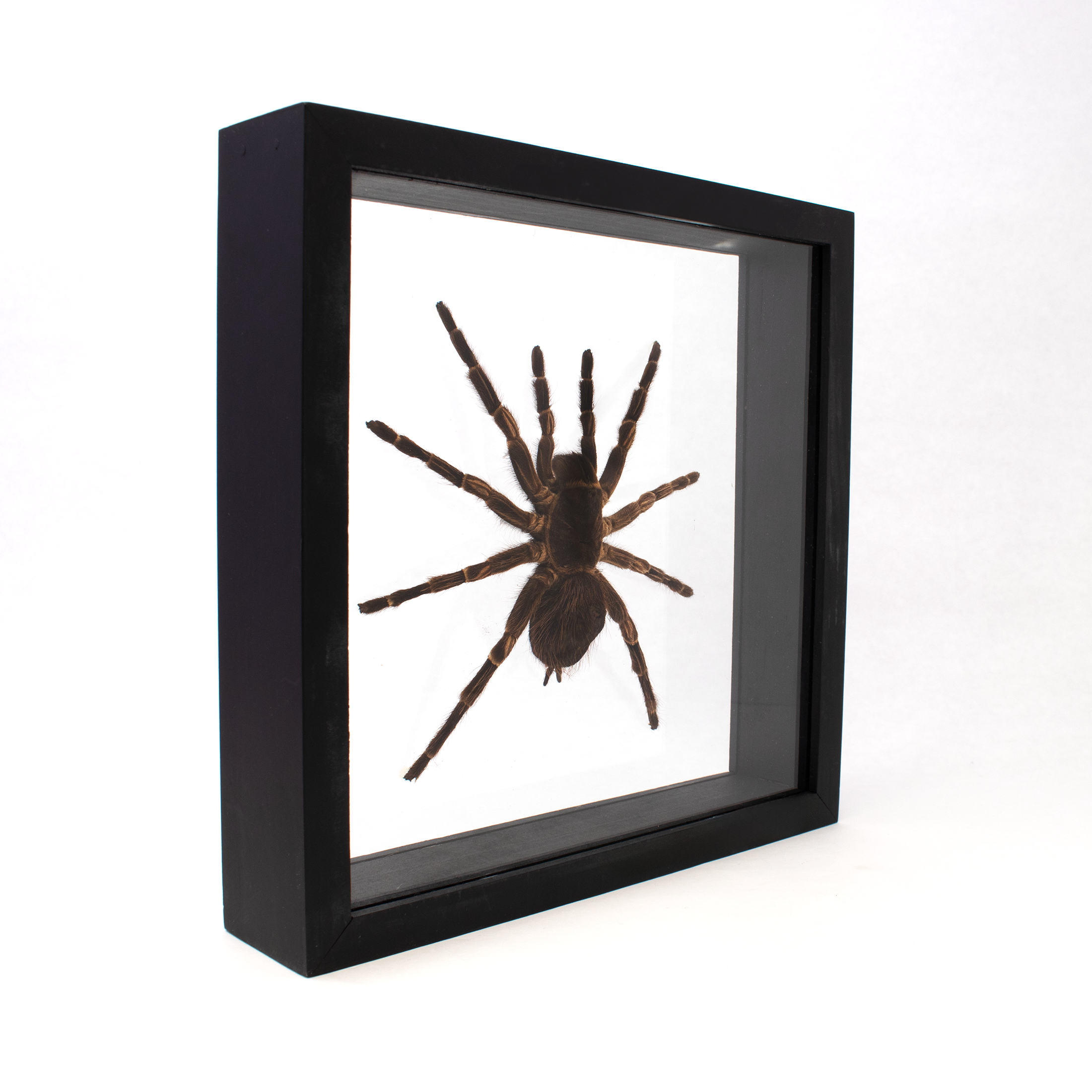 Tarantula Spider in Wooden Frame