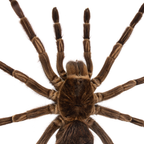 Tarantula Spider in Wooden Frame