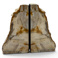 Petrified Wood Saddle Mountain Sequoia Bookends