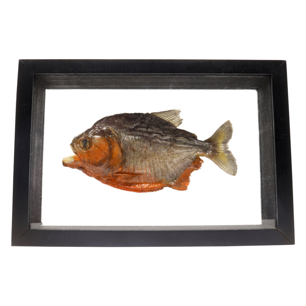 Piranha Fish in Wooden Frame