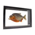 Piranha Fish in Wooden Frame