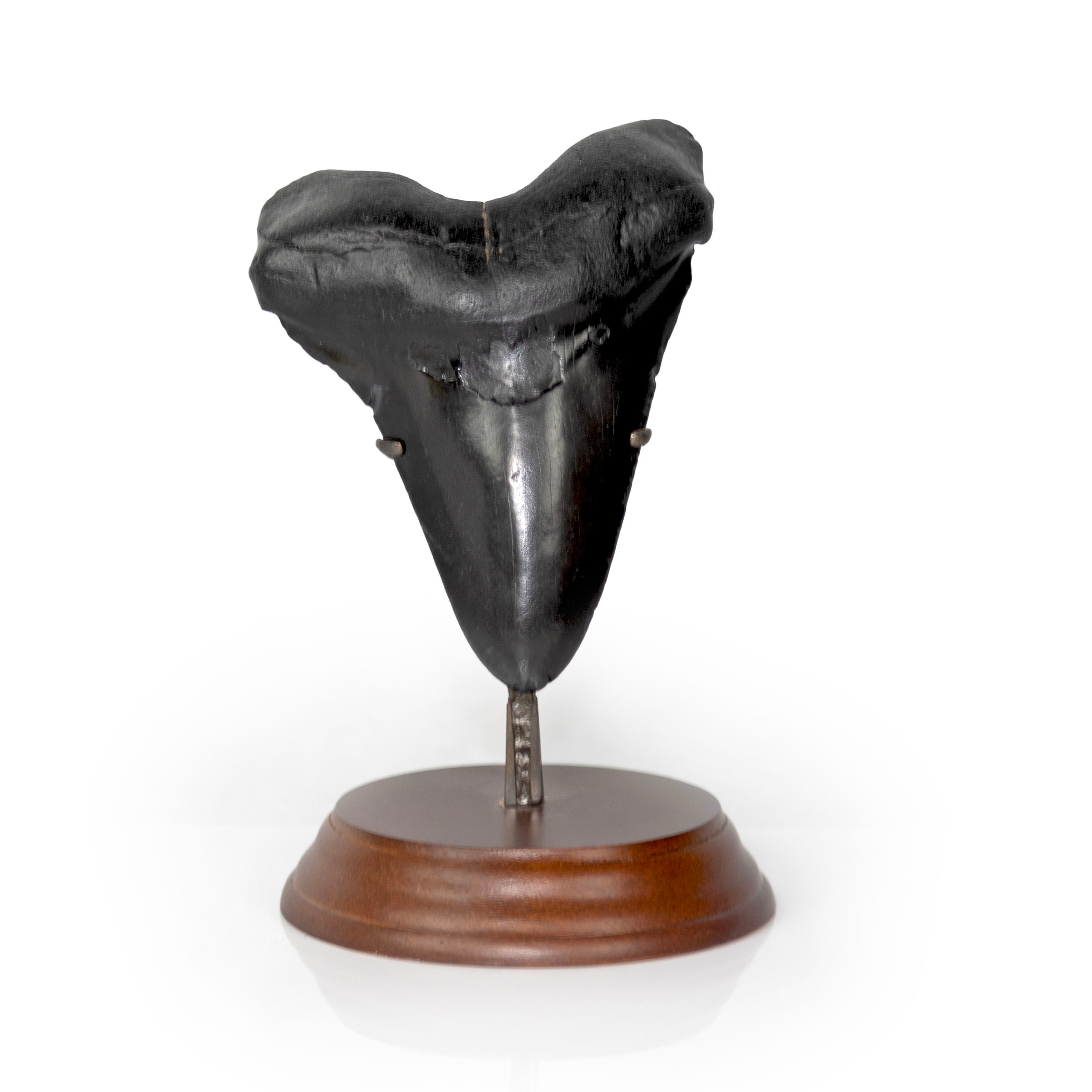 Megalodon Shark Tooth A+ Quality on a Wood Stand