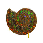 Ammonite Fossil Half Inlaid with Stunning Muti-color Ammolite Gemstone