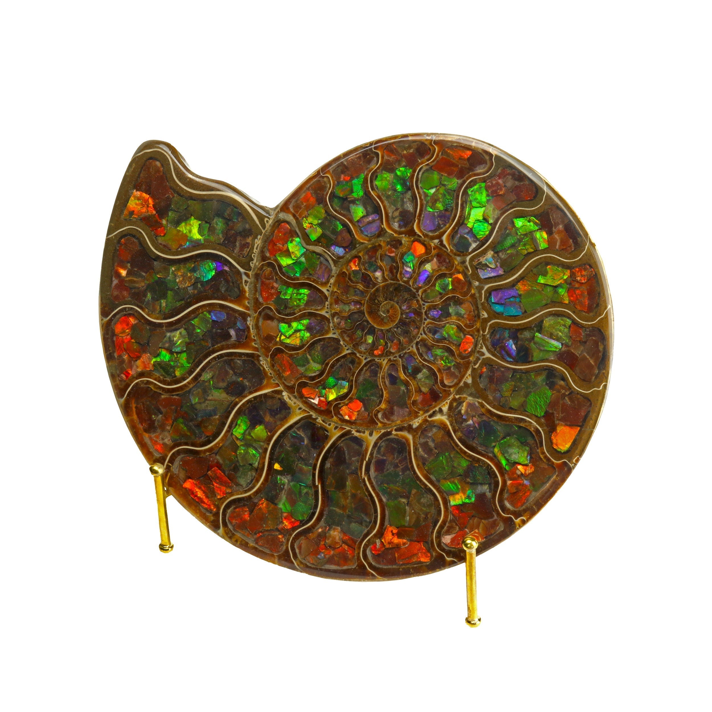 Ammonite Fossil Half Inlaid with Stunning Muti-color Ammolite Gemstone