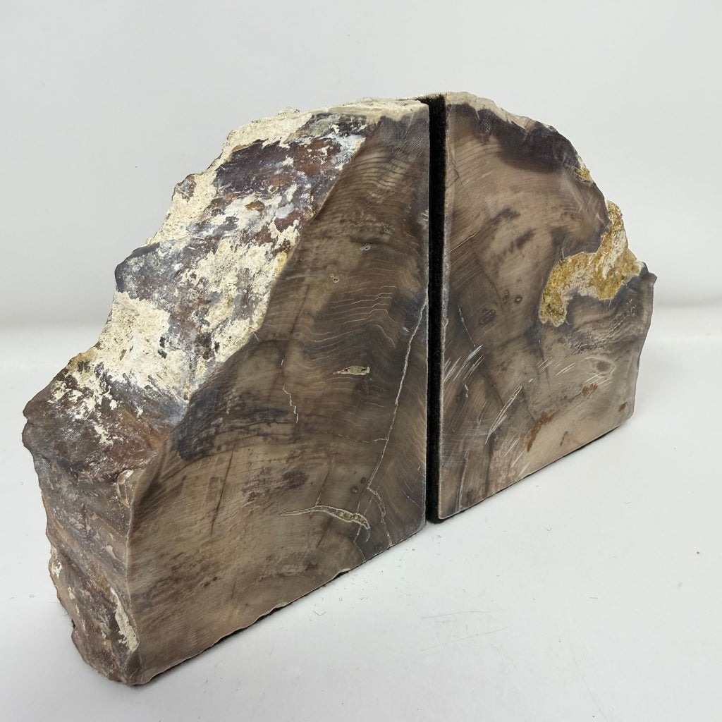Petrified Wood Saddle Mountain Sequoia Bookends