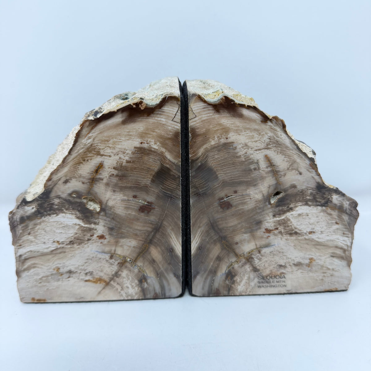 Petrified Wood Saddle Mountain Sequoia Bookends