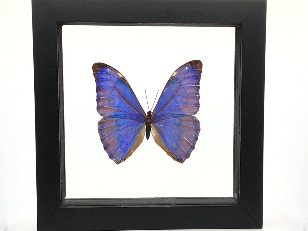 Butterfly Single Morpho Aurora in Wooden Frame.