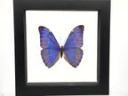 Butterfly Single Morpho Aurora in Wooden Frame.