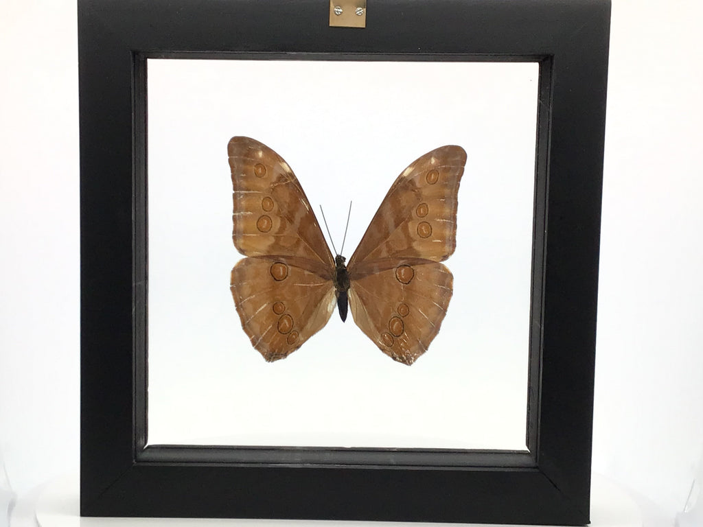 Butterfly Single Morpho Aurora in Wooden Frame.