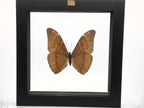 Butterfly Single Morpho Aurora in Wooden Frame.