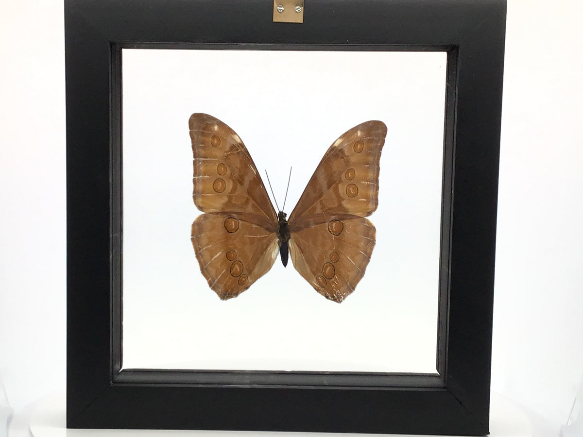 Butterfly Single Morpho Aurora in Wooden Frame.