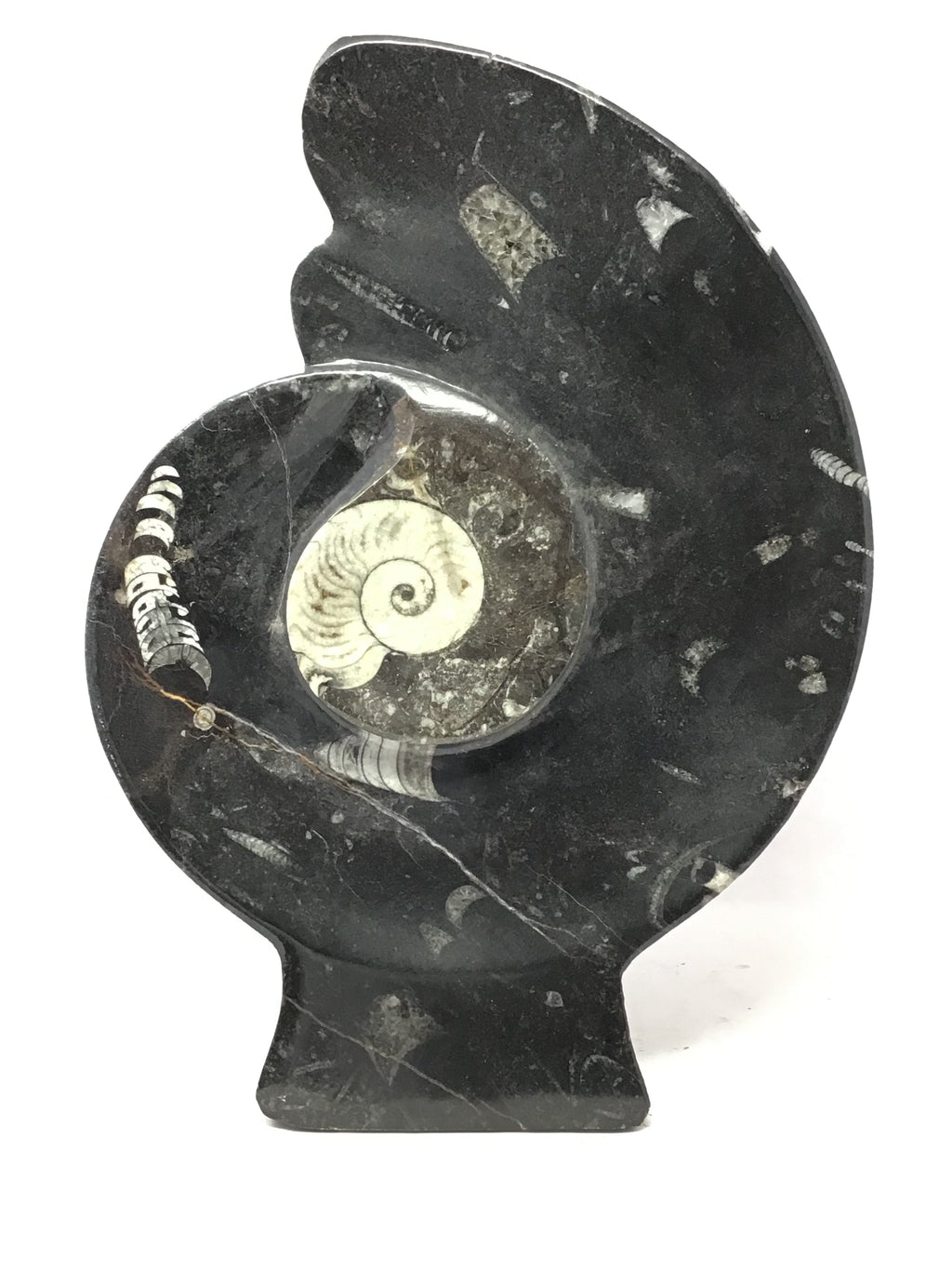 Ammonite and Orthoceras Sculpture on Base in Black Seabed