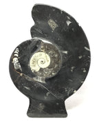 Ammonite and Orthoceras Sculpture on Base in Black Seabed