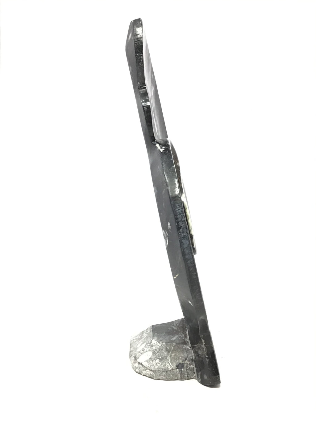 Ammonite and Orthoceras Sculpture on Base in Black Seabed