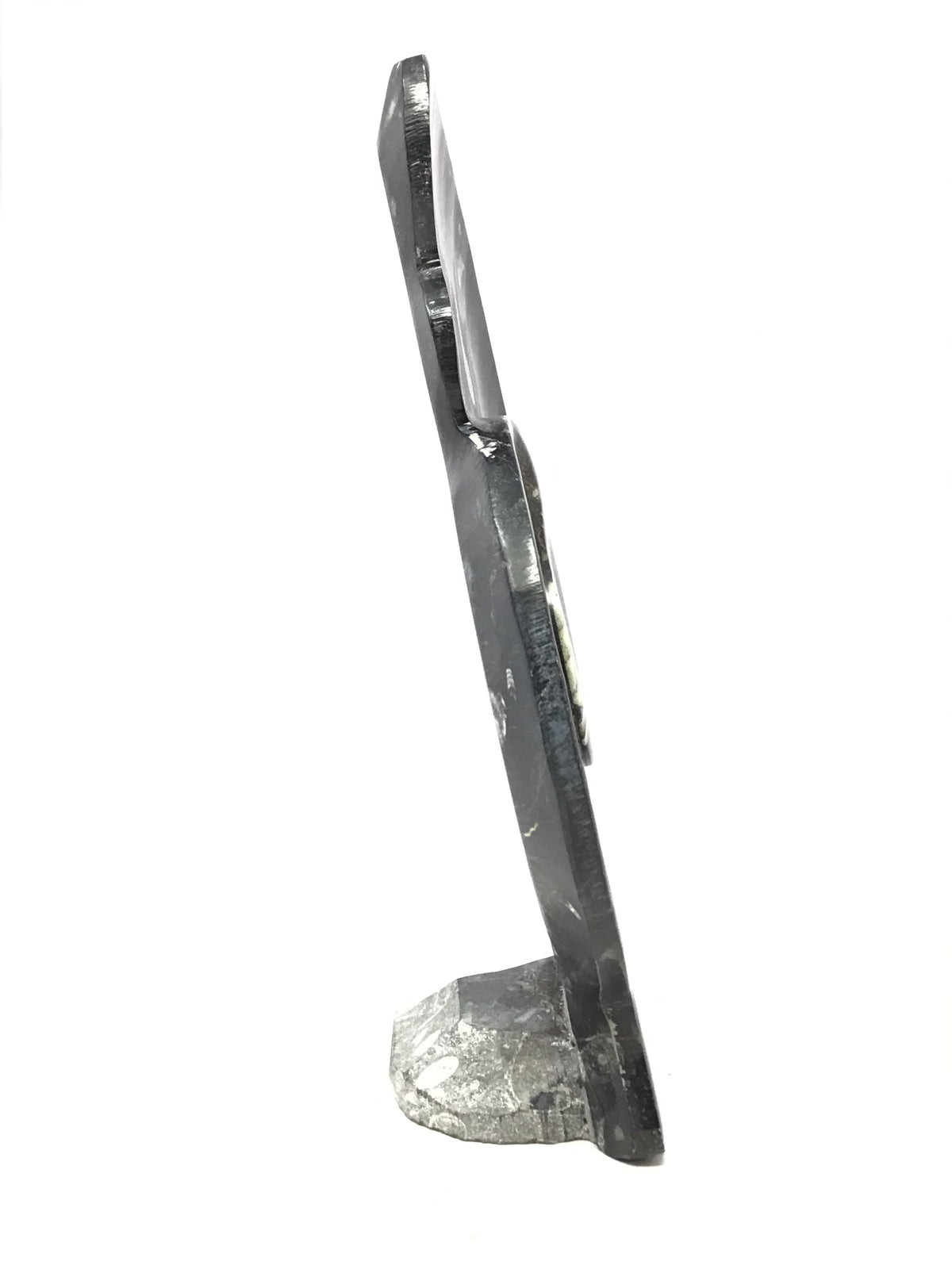 Ammonite and Orthoceras Sculpture on Base in Black Seabed