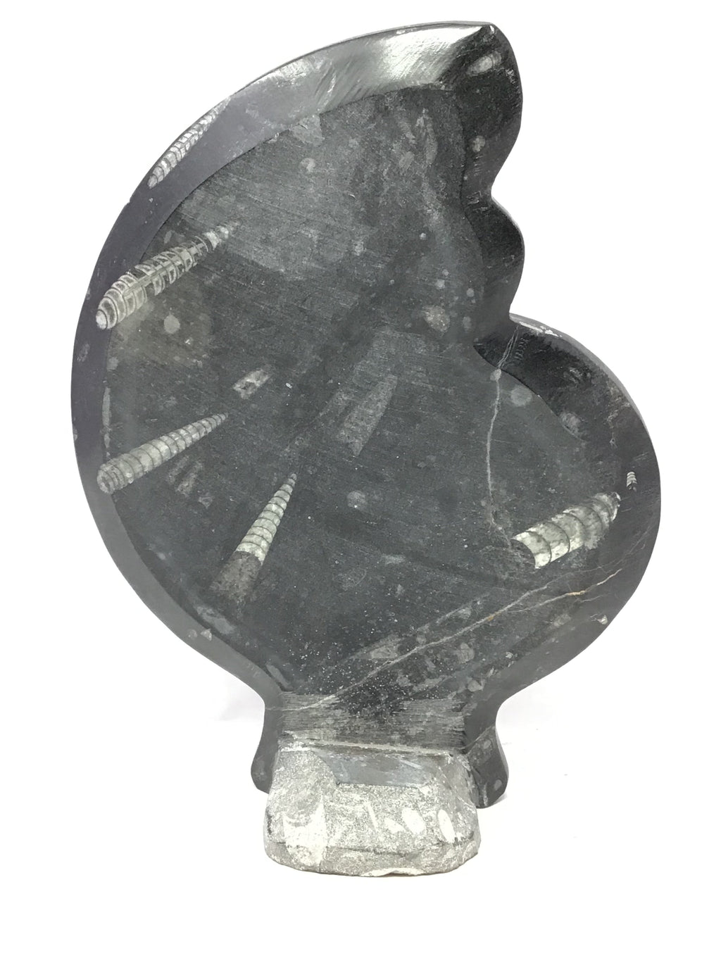Ammonite and Orthoceras Sculpture on Base in Black Seabed