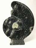 Ammonite and Orthoceras Sculpture on Base in Black Seabed