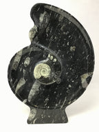 Ammonite and Orthoceras Sculpture on Base in Black Seabed