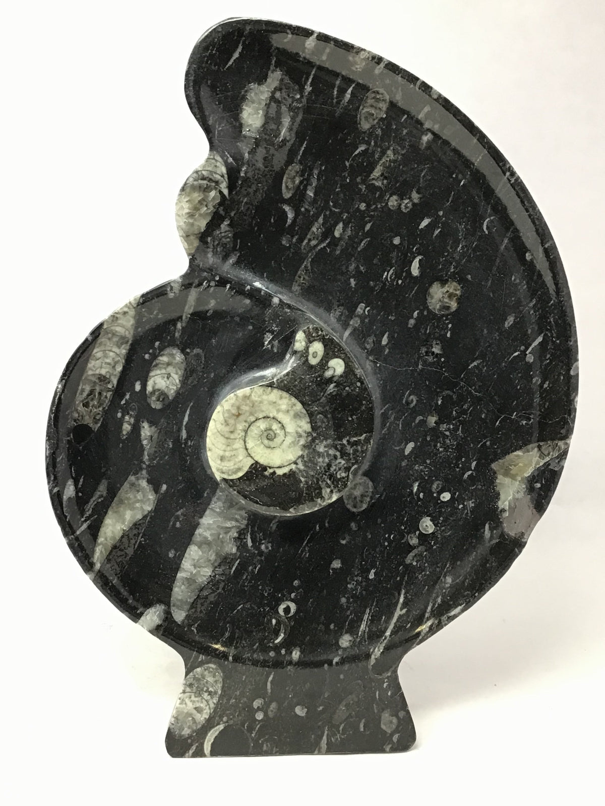 Ammonite and Orthoceras Sculpture on Base in Black Seabed