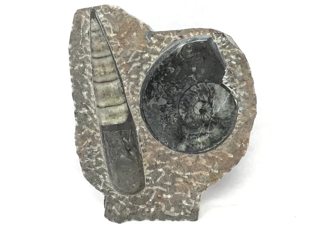 Orthoceras and Ammonite Fossil Plaque with Base