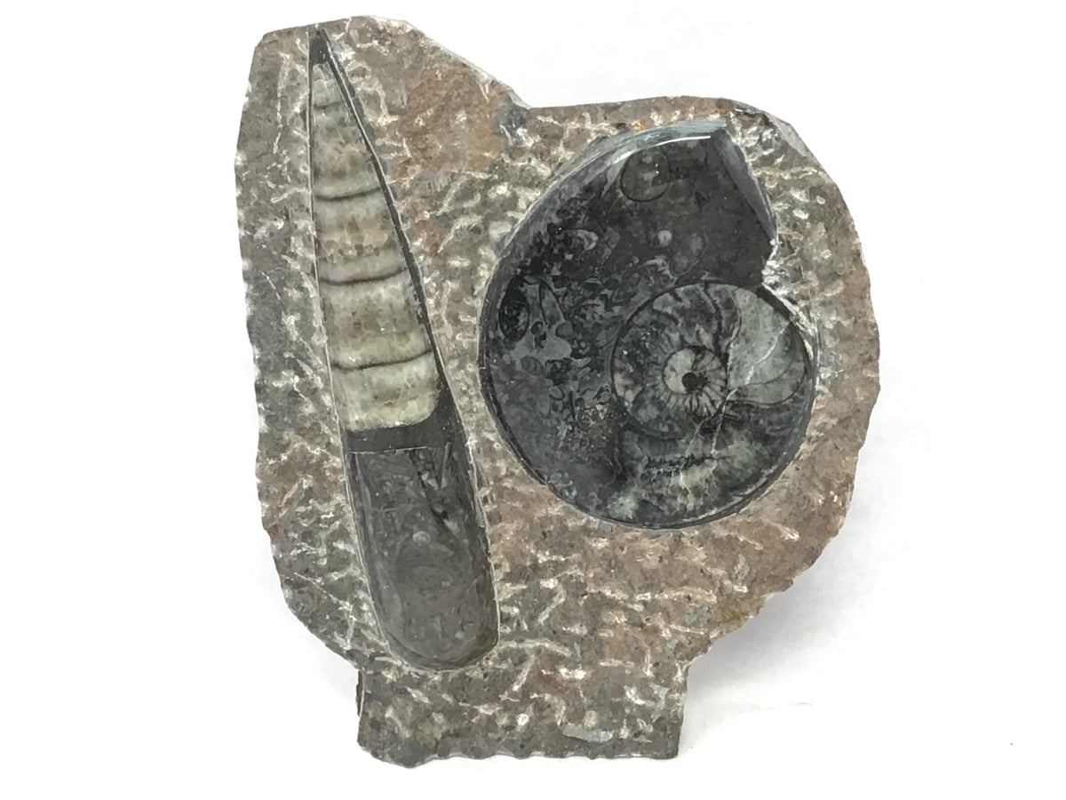 Orthoceras and Ammonite Fossil Plaque with Base