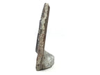 Orthoceras and Ammonite Fossil Plaque with Base