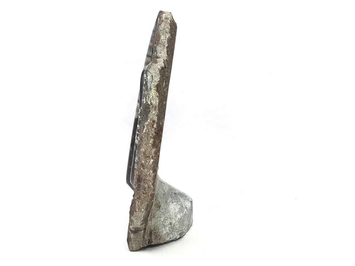 Orthoceras and Ammonite Fossil Plaque with Base