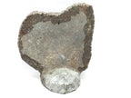 Orthoceras and Ammonite Fossil Plaque with Base