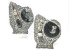 Orthoceras and Ammonite Fossil Plaque with Base