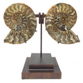 Ammonite Fossil Pair On Custom Stand with Hinge Functionality