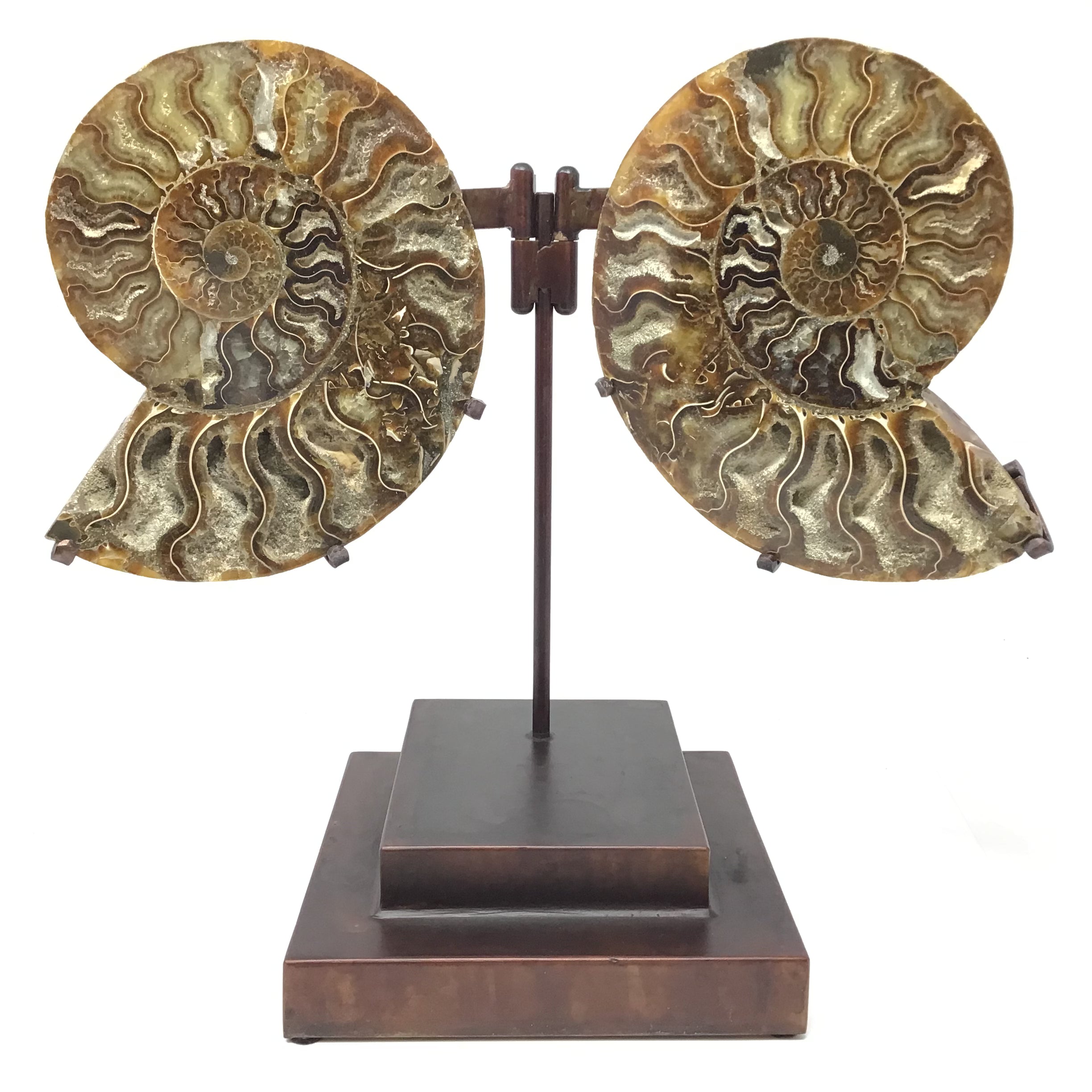 Ammonite Fossil Pair On Custom Stand with Hinge Functionality