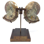 Ammonite Fossil Pair On Custom Stand with Hinge Functionality