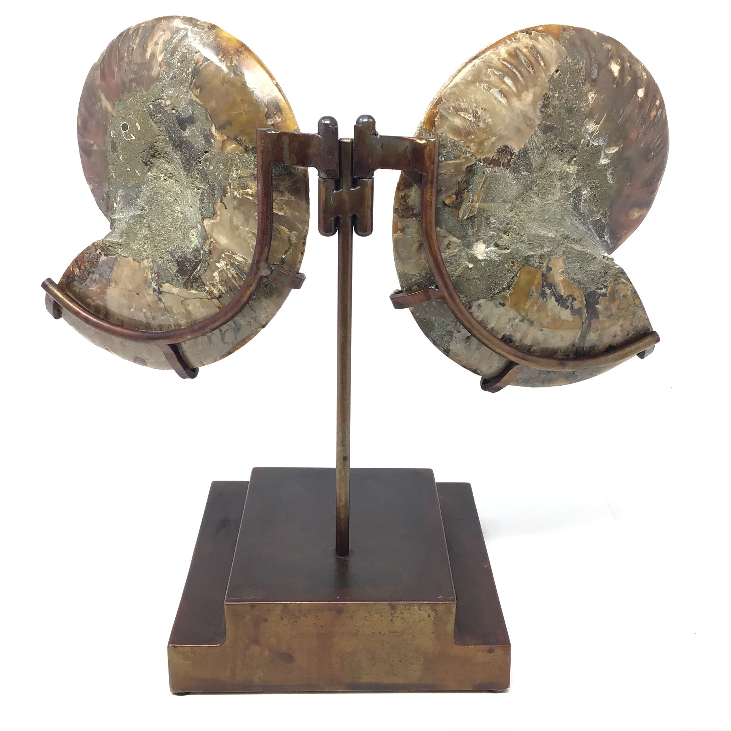 Ammonite Fossil Pair On Custom Stand with Hinge Functionality