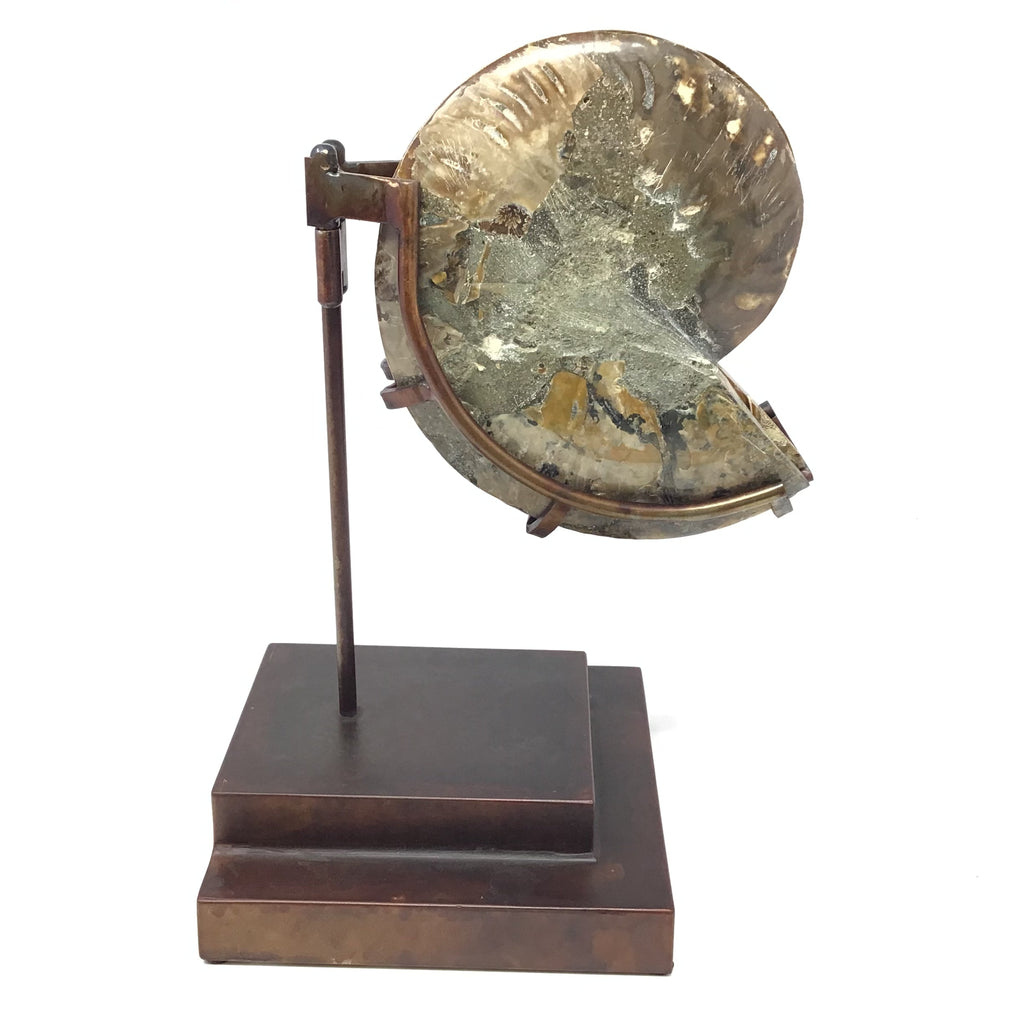 Ammonite Fossil Pair On Custom Stand with Hinge Functionality