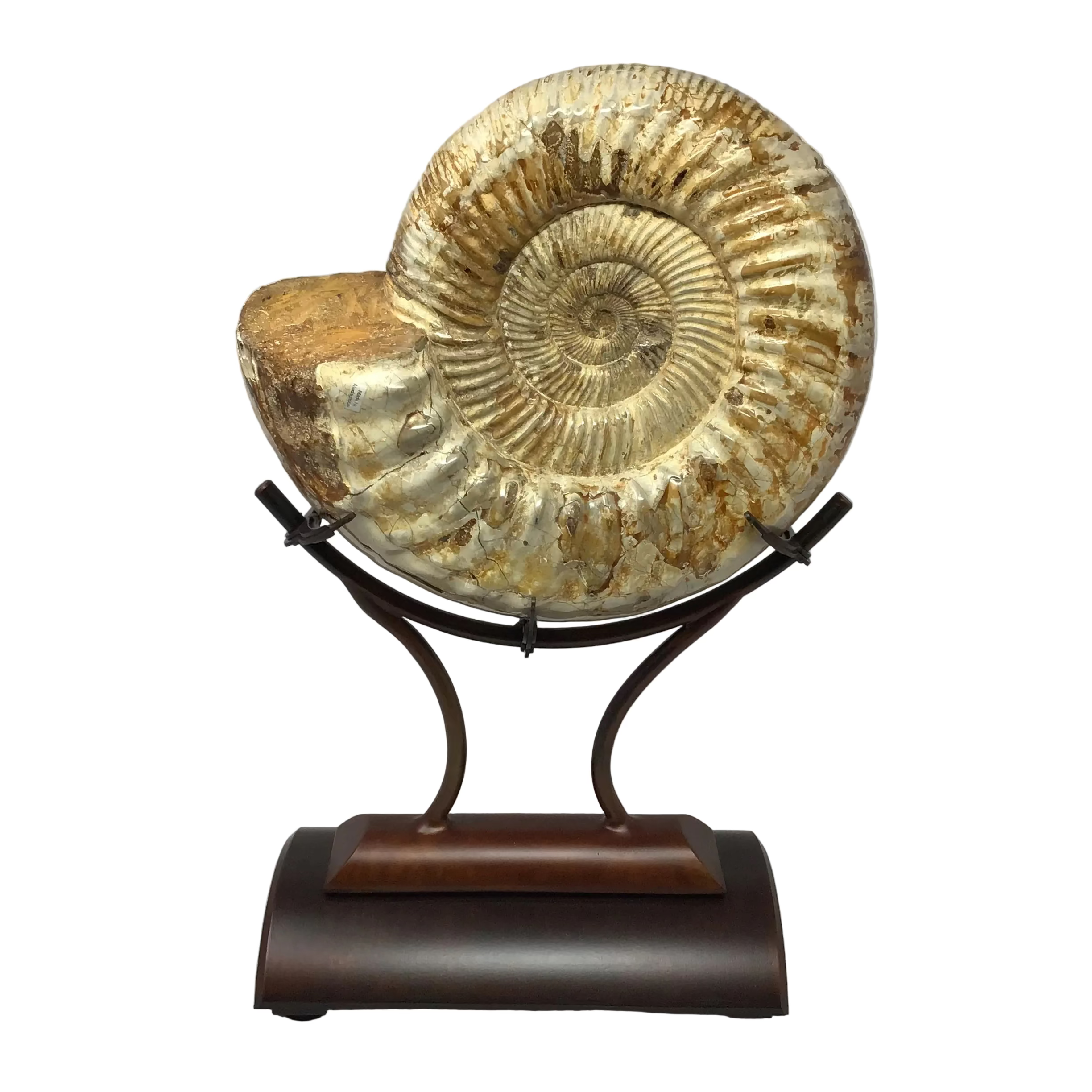 Ammonite Polished in a Custom Claw Stand with Rust Patina Finish