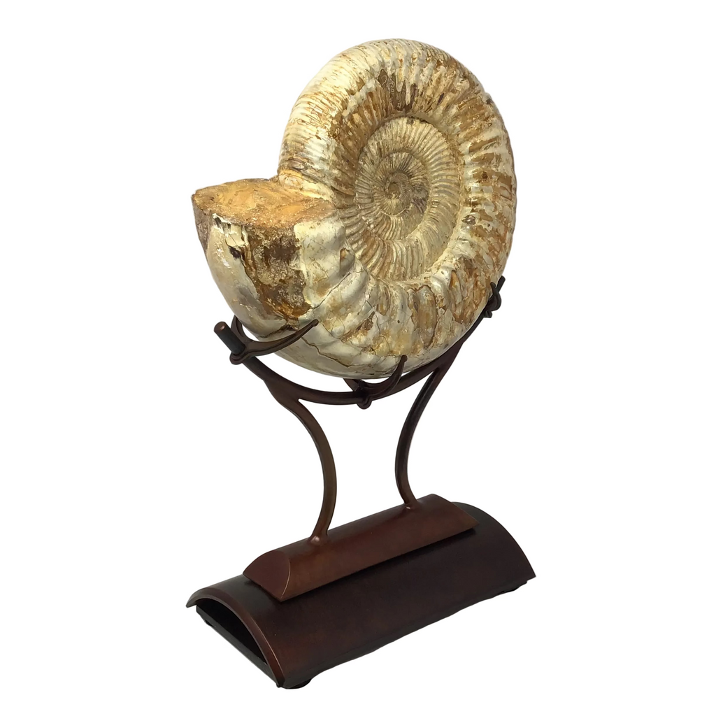 Ammonite Polished in a Custom Claw Stand with Rust Patina Finish